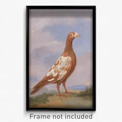 Dean Wolstenholme - Red pied carrier