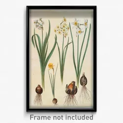Johannes Simon Holtzbecher - Narcissus tazetta; Narcissus orientalis; Corbularia bulbocodium
