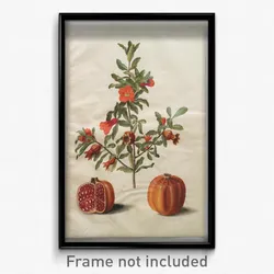 Johannes Simon Holtzbecher - Punica granatum simp et pl