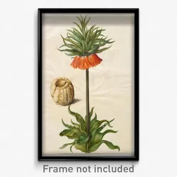 Johannes Simon Holtzbecher - Fritillaria imperialis