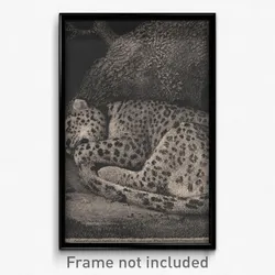 George Stubbs - A Sleeping Leopard
