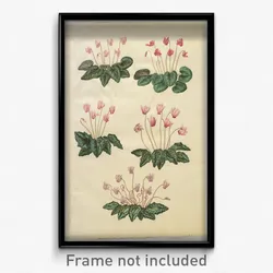 Johannes Simon Holtzbecher - Cyclamen purpurascens; Cyclamen hederifolium