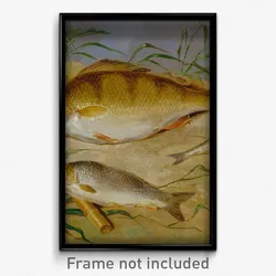 Dean Wolstenholme - An Angler's Catch of Coarse Fish