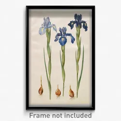 Johannes Simon Holtzbecher - Iris xiphioides