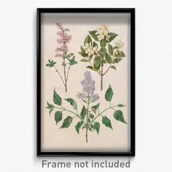 Johannes Simon Holtzbecher - Syringa x persica; Philadelphus coronarius; Syringa vulgaris