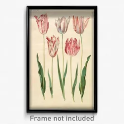 Johannes Simon Holtzbecher - Tulipa gesneriana
