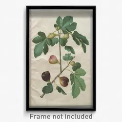 Johannes Simon Holtzbecher - Ficus carica