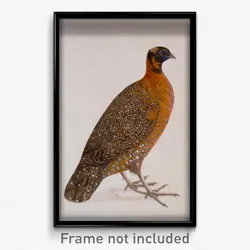 Maker unknown, India - Crimson Horned Pheasant (Satyr Tragapan)