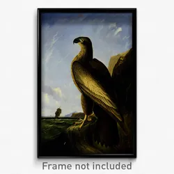 John James Audubon - Washington Sea Eagle