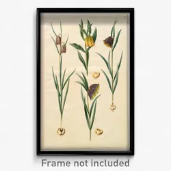 Johannes Simon Holtzbecher - Fritillaria meleagris; Fritullaria lutea eller Fritullaria latifolia var lutea; Fritillaria pyrenaic...