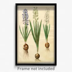 Johannes Simon Holtzbecher - Hyacinthoides orientalis simp et pl